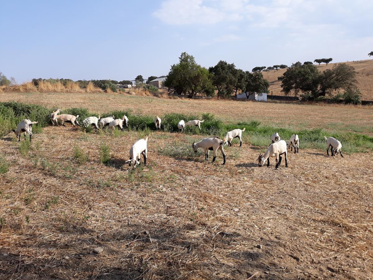 Herdade Dos Mestres Terena Buitenkant foto